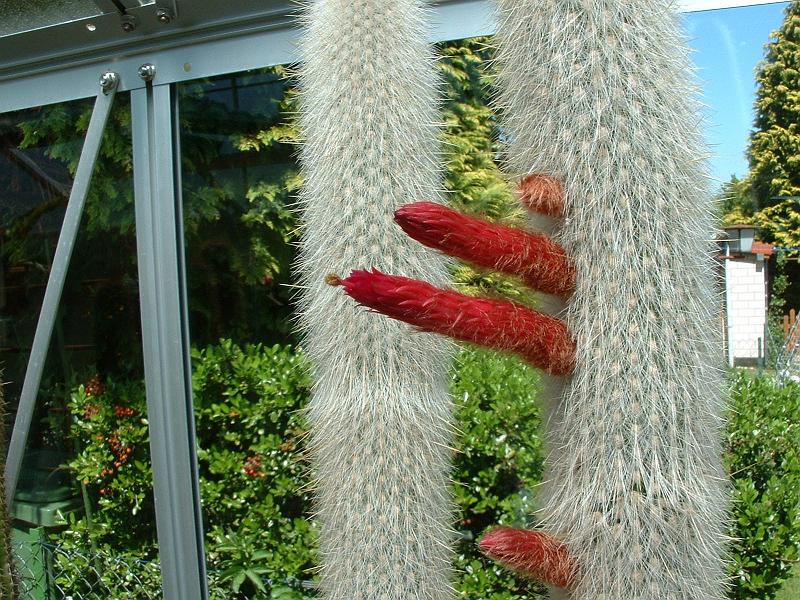 Cleistocactus straussii_3.JPG